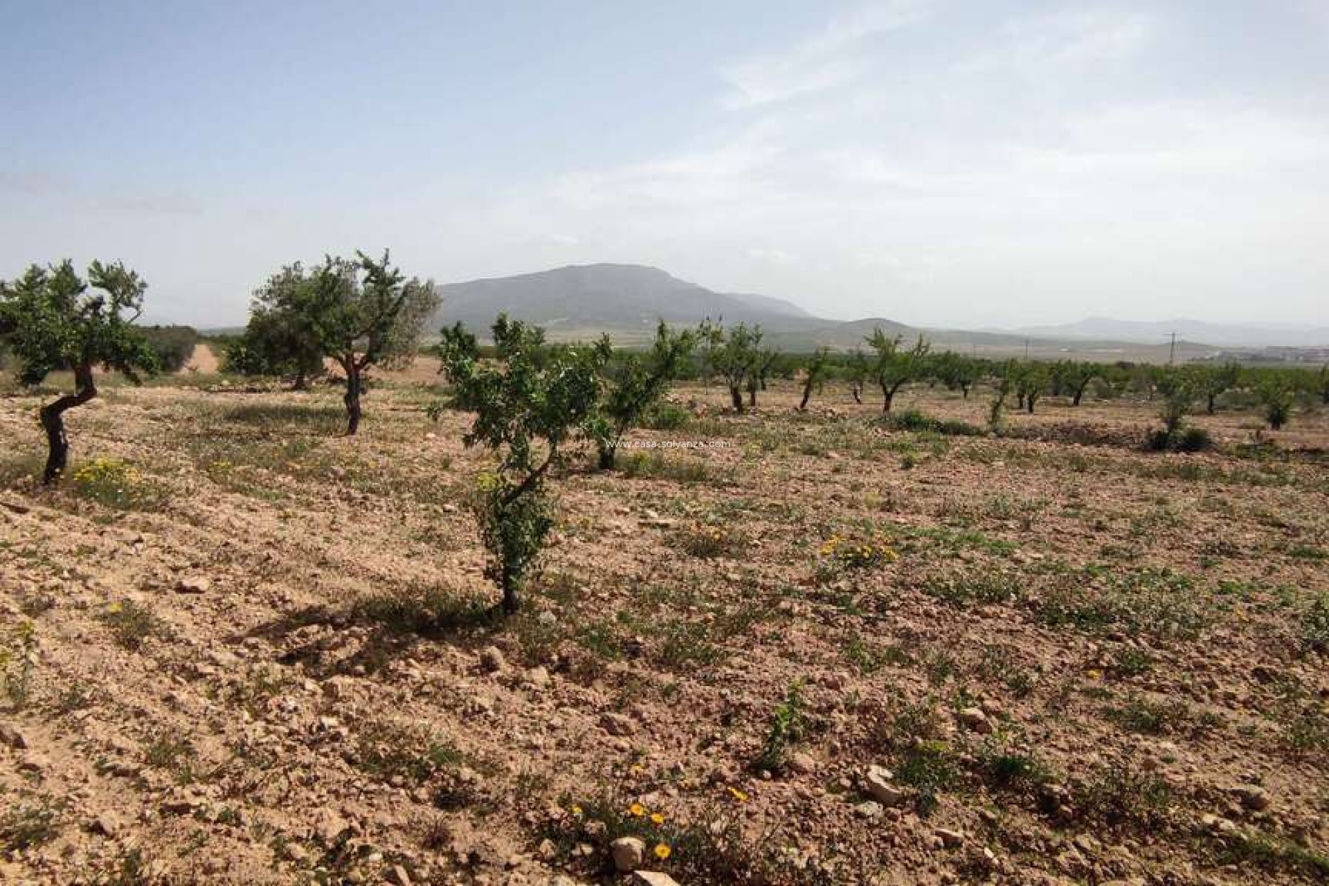 Reventa - Country Property/Finca - Pinoso - Inland