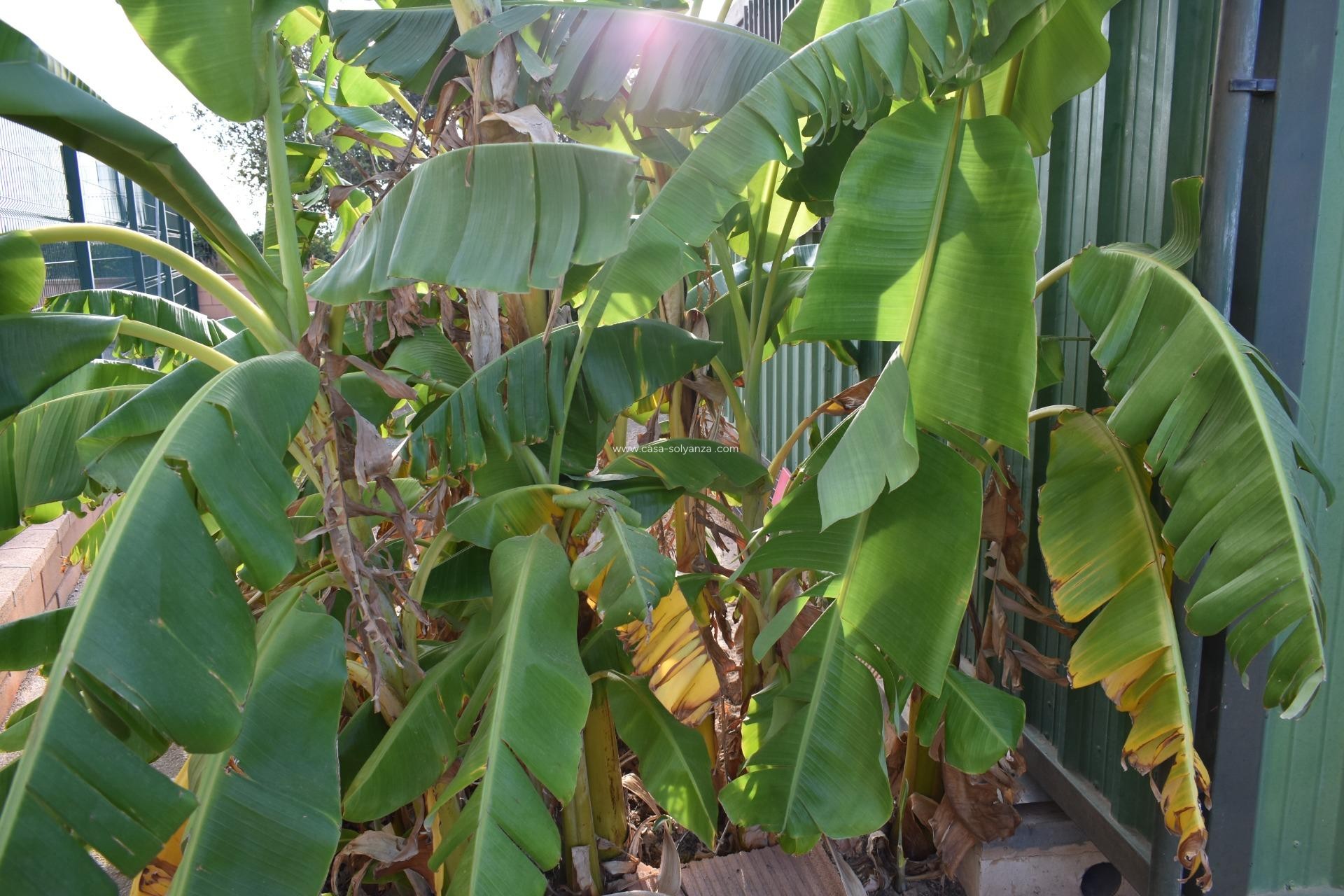 Reventa - Country Property/Finca - Torre Pacheco - Dolores De Pacheco