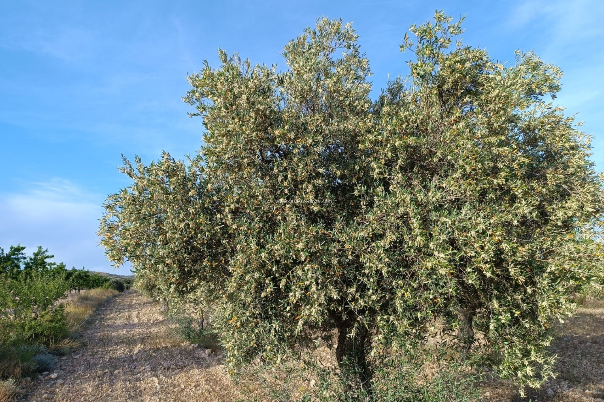 Reventa - Country Property/Finca - Yecla - Inland