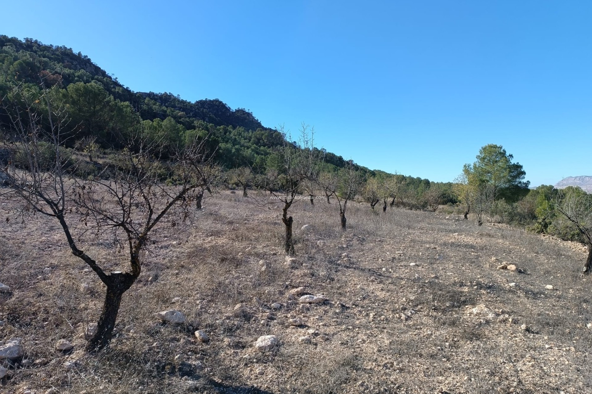 Reventa - Country Property/Finca - Yecla - Inland