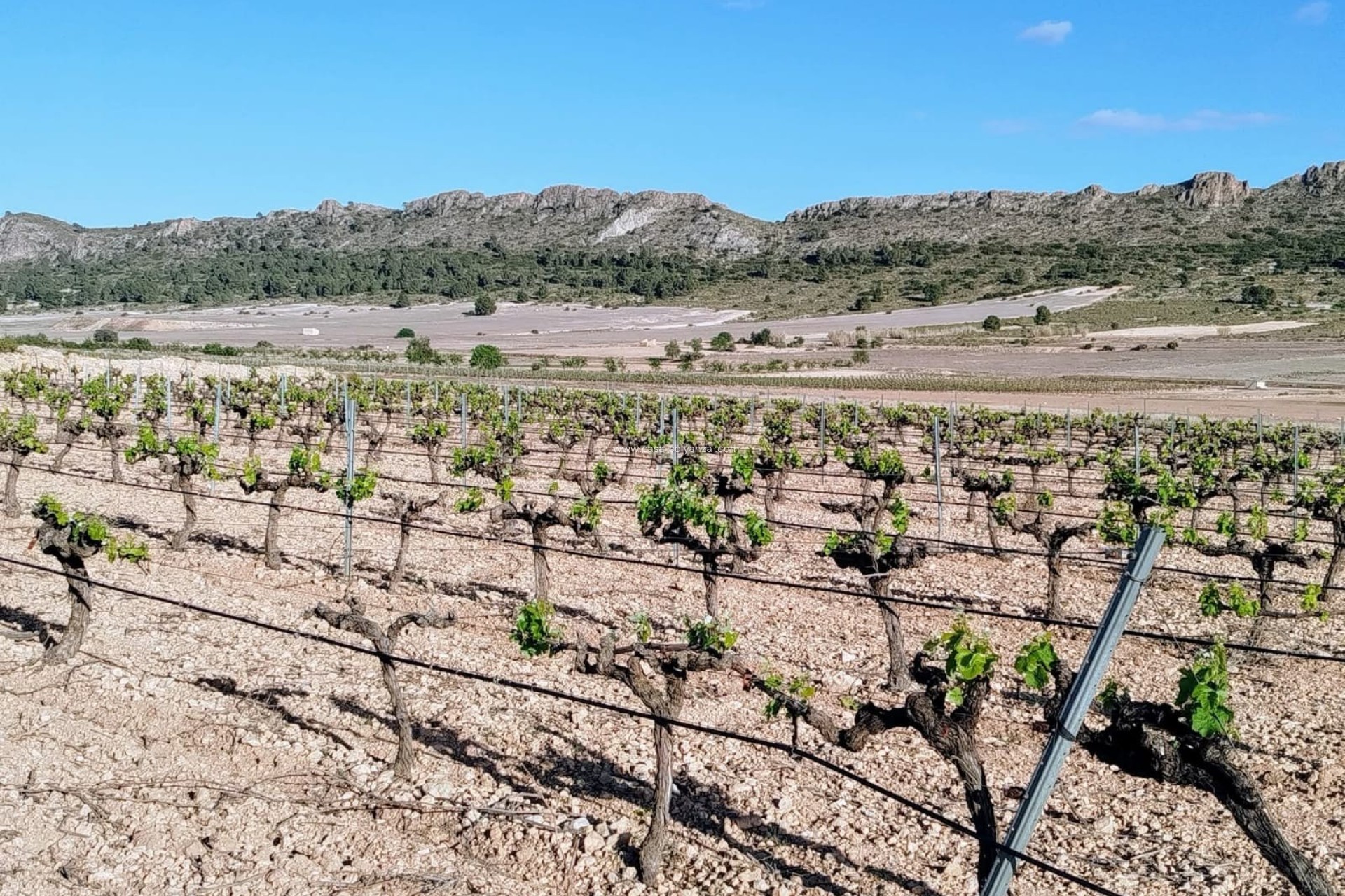 Reventa - Country Property/Finca - Yecla - Inland