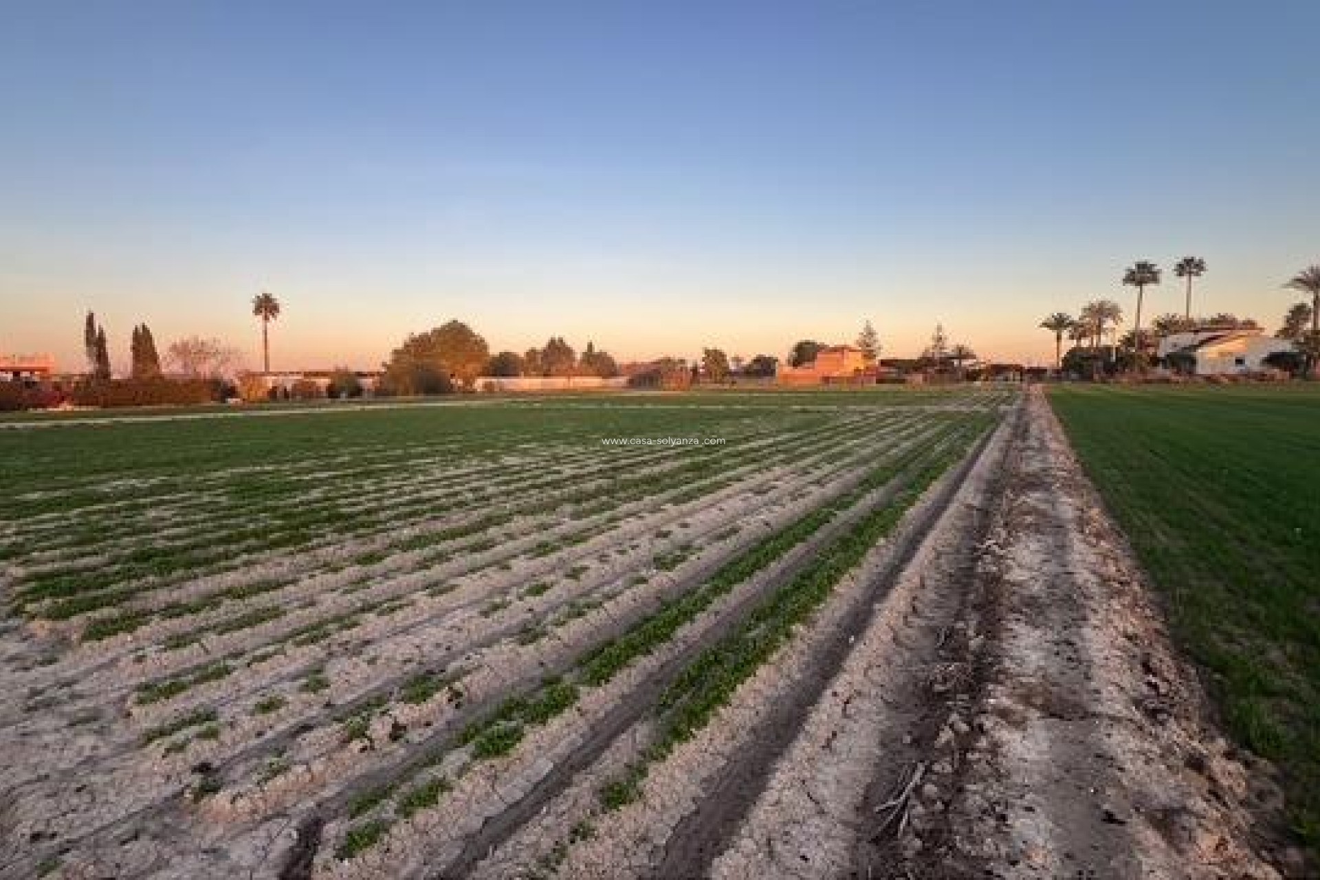 Reventa - Land - Dolores - Comunidad Valenciana