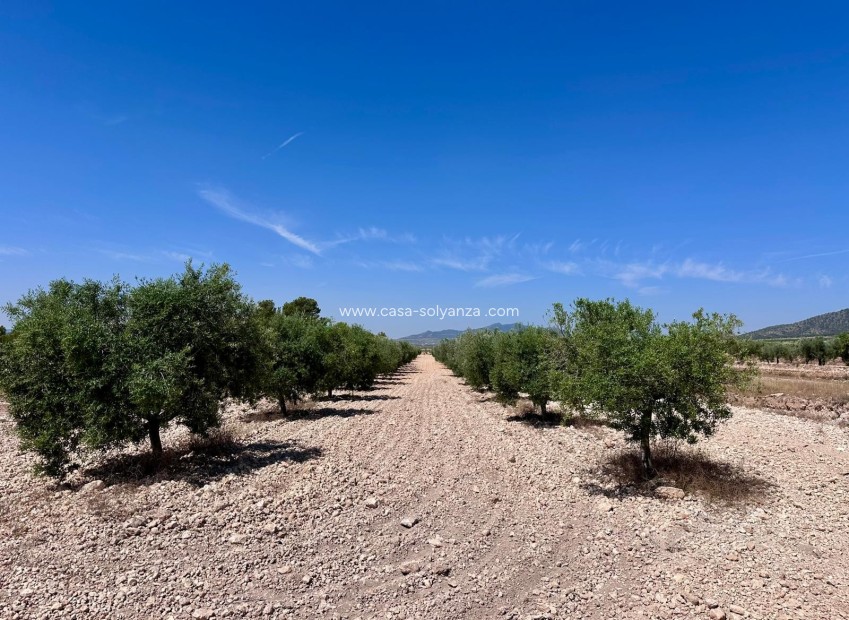 Reventa - Land - Monóvar - Inland