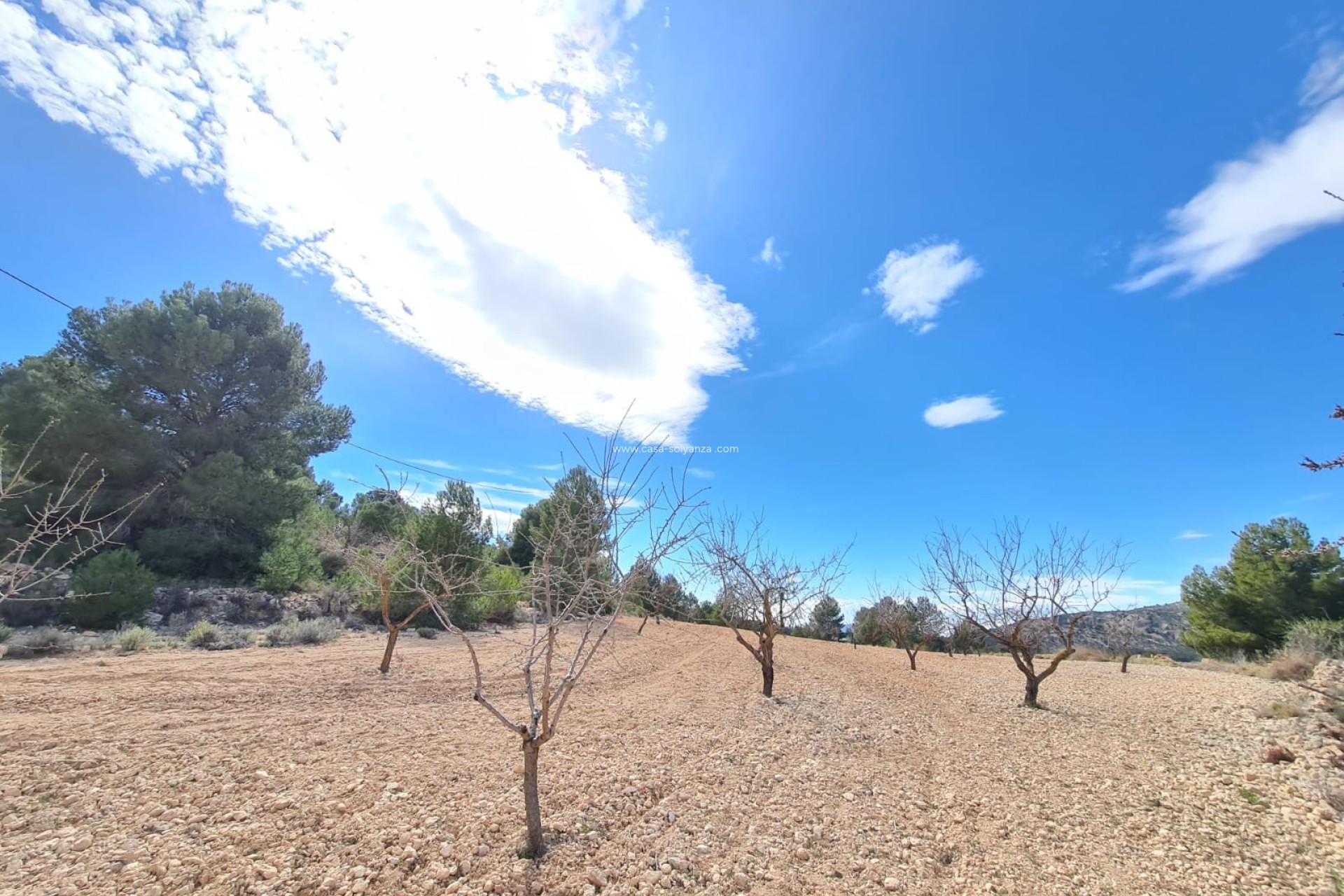Reventa - Land - Pinoso - Inland
