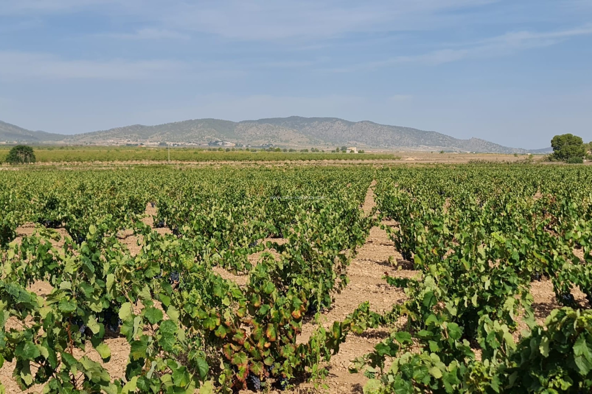 Reventa - Land - Pinoso - Inland
