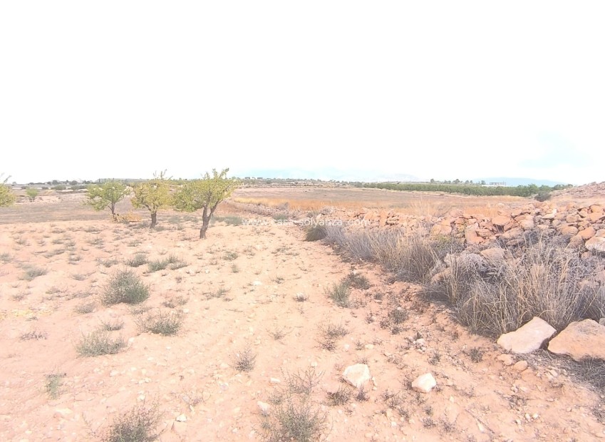 Reventa - Land - Pinoso - Inland