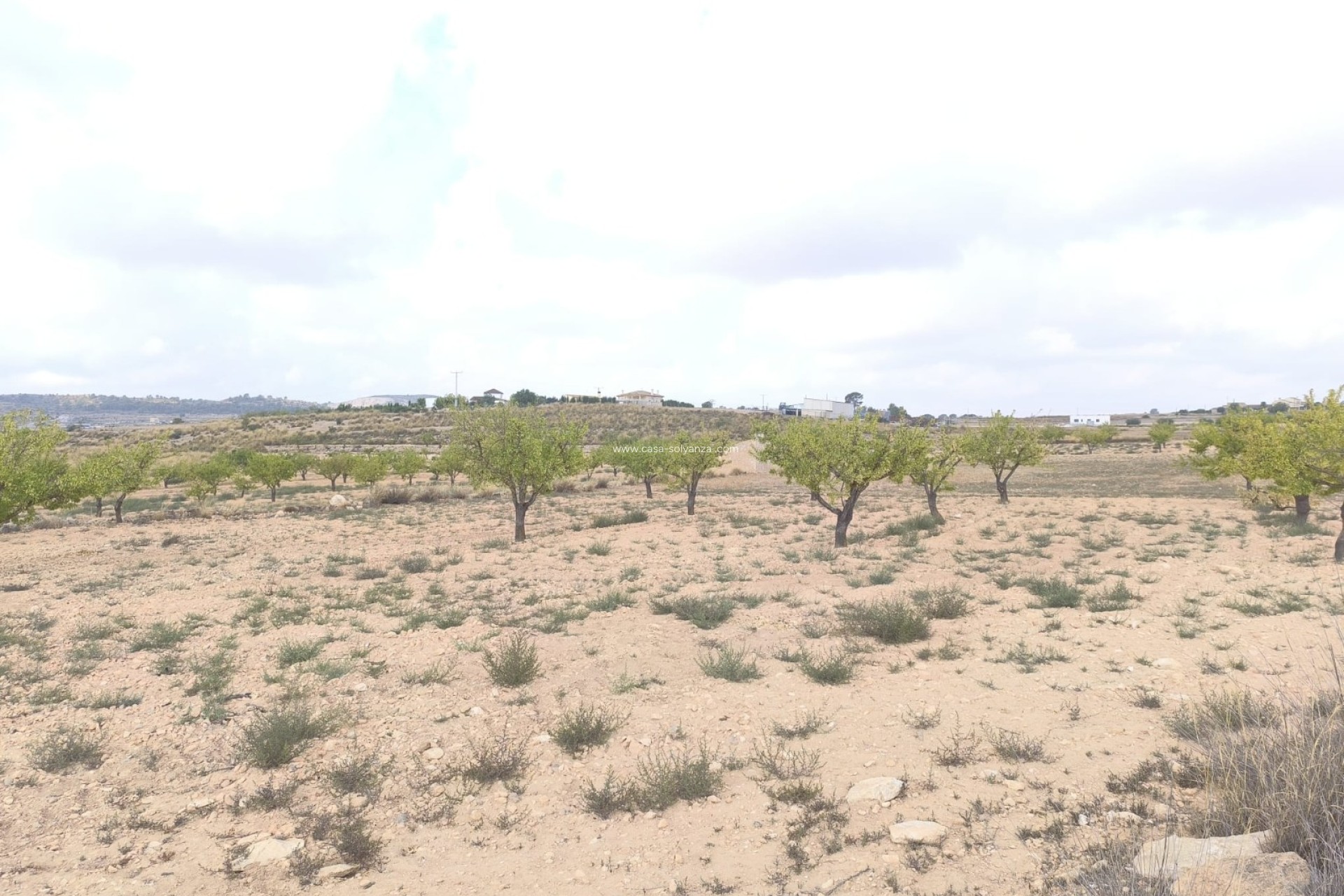 Reventa - Land - Pinoso - Inland