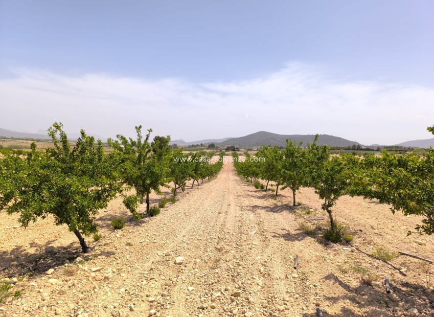 Reventa - Land - Pinoso - Inland