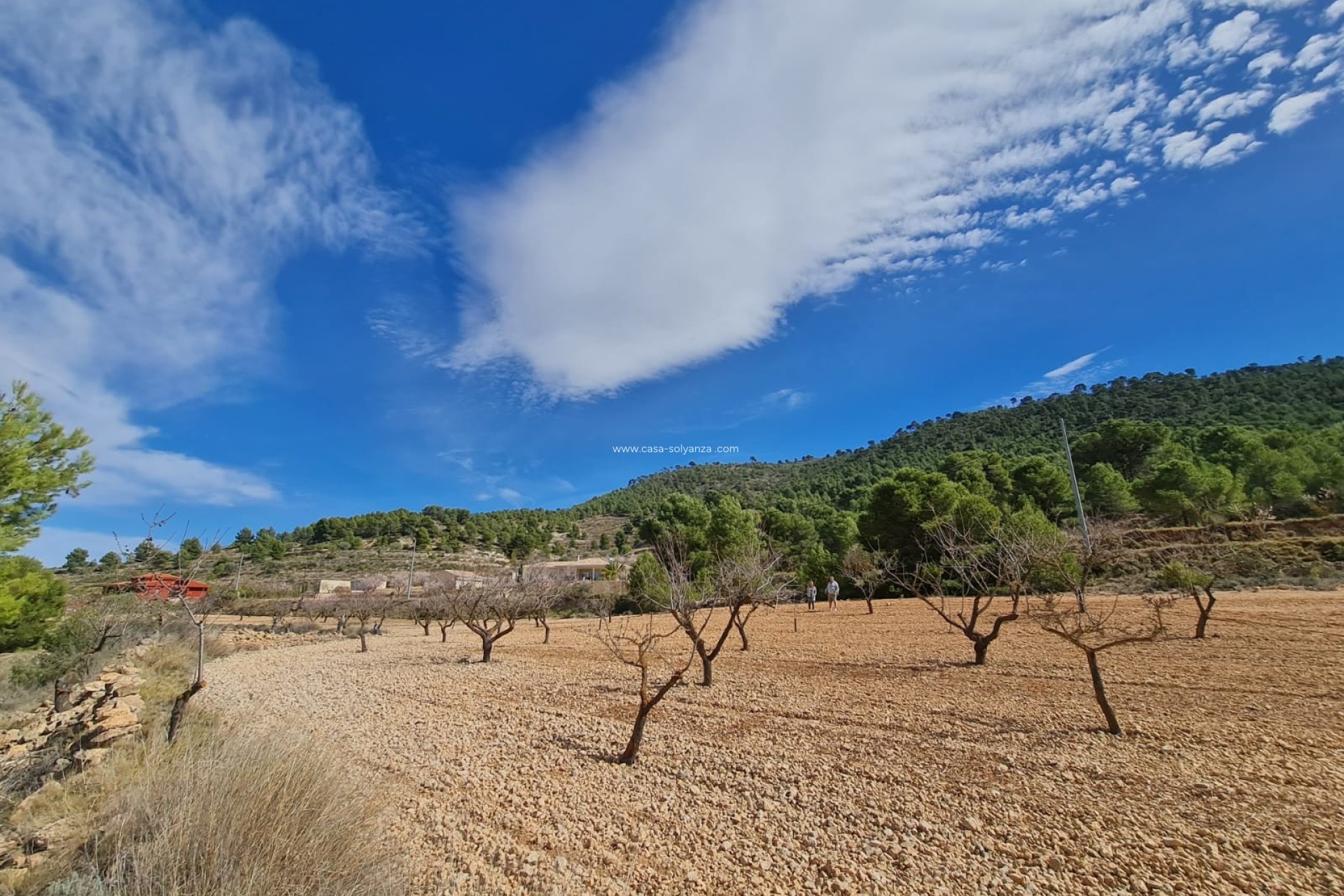 Reventa - Land - Pinoso - Inland