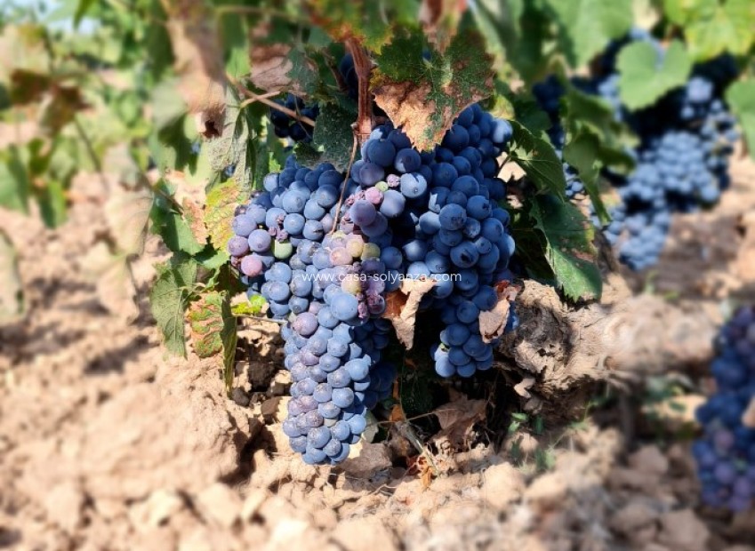 Reventa - Land - Pinoso - Inland