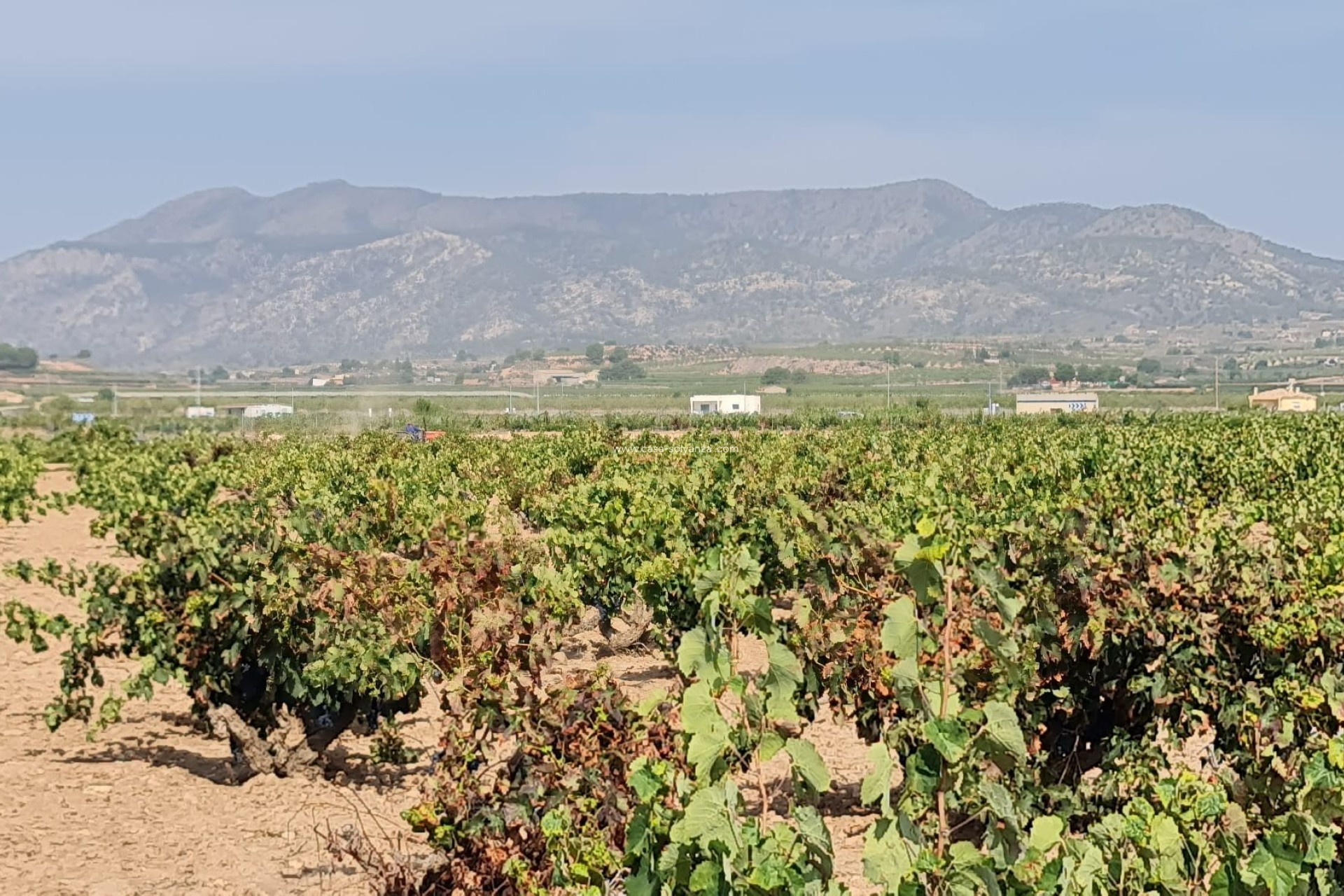 Reventa - Land - Pinoso - Inland