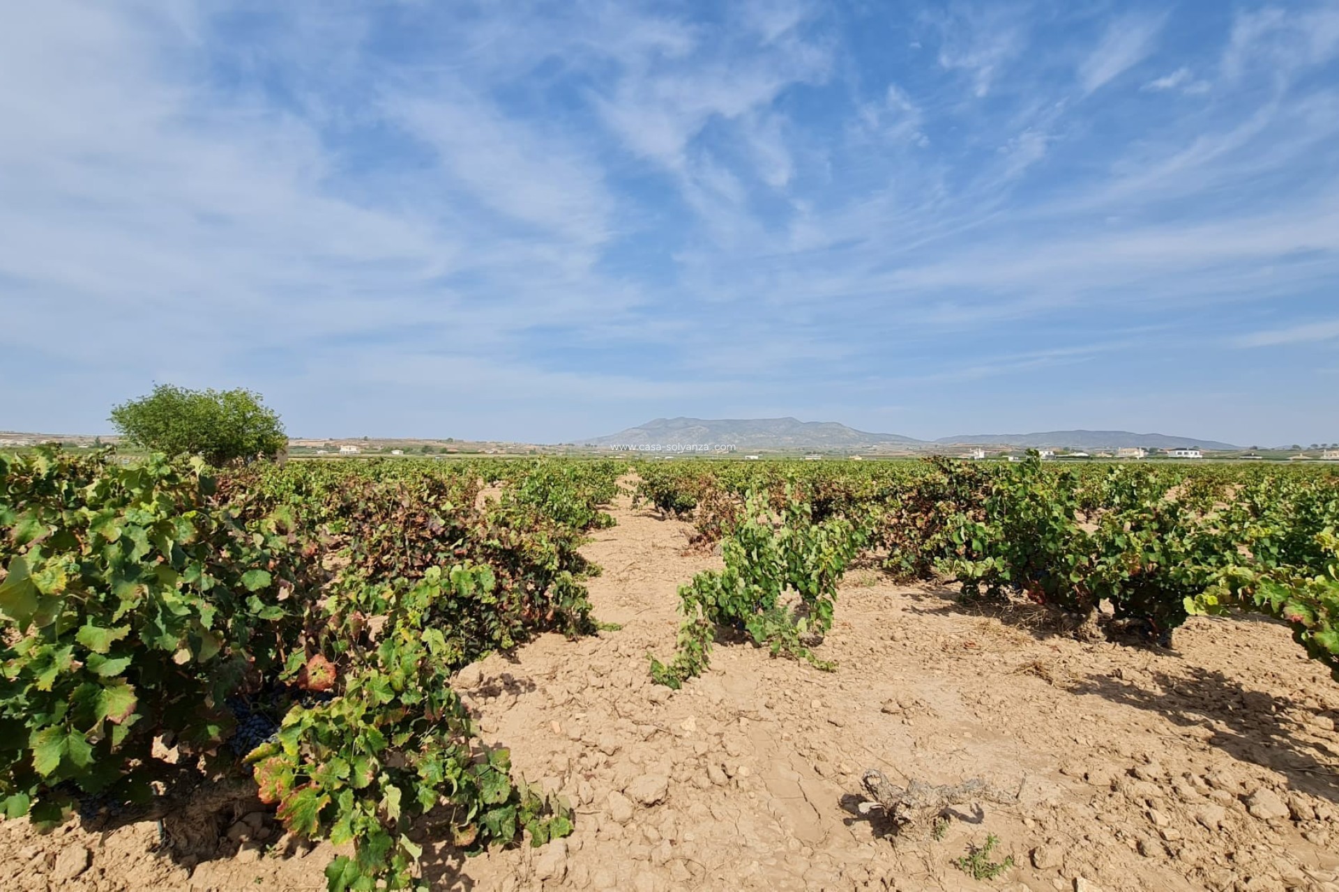 Reventa - Land - Pinoso - Inland