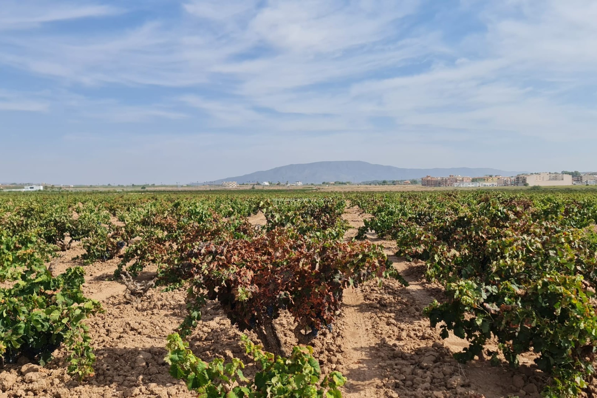 Reventa - Land - Pinoso - Inland