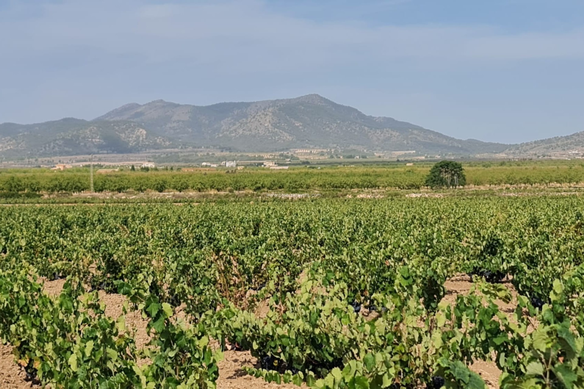 Reventa - Land - Pinoso - Inland