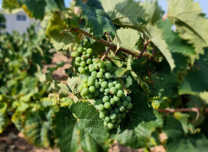 Reventa - Land - Pinoso - Inland