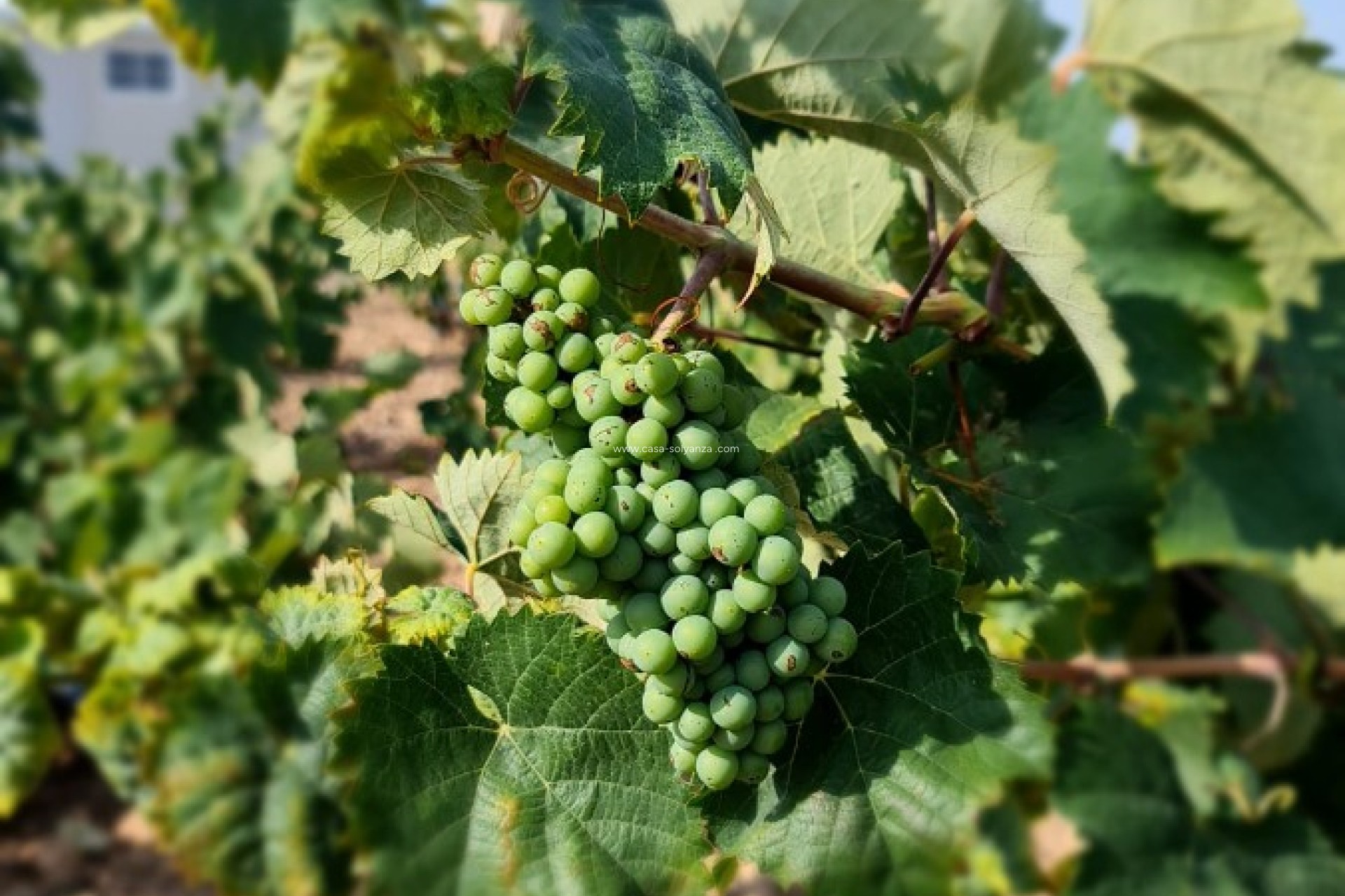 Reventa - Land - Pinoso - Inland