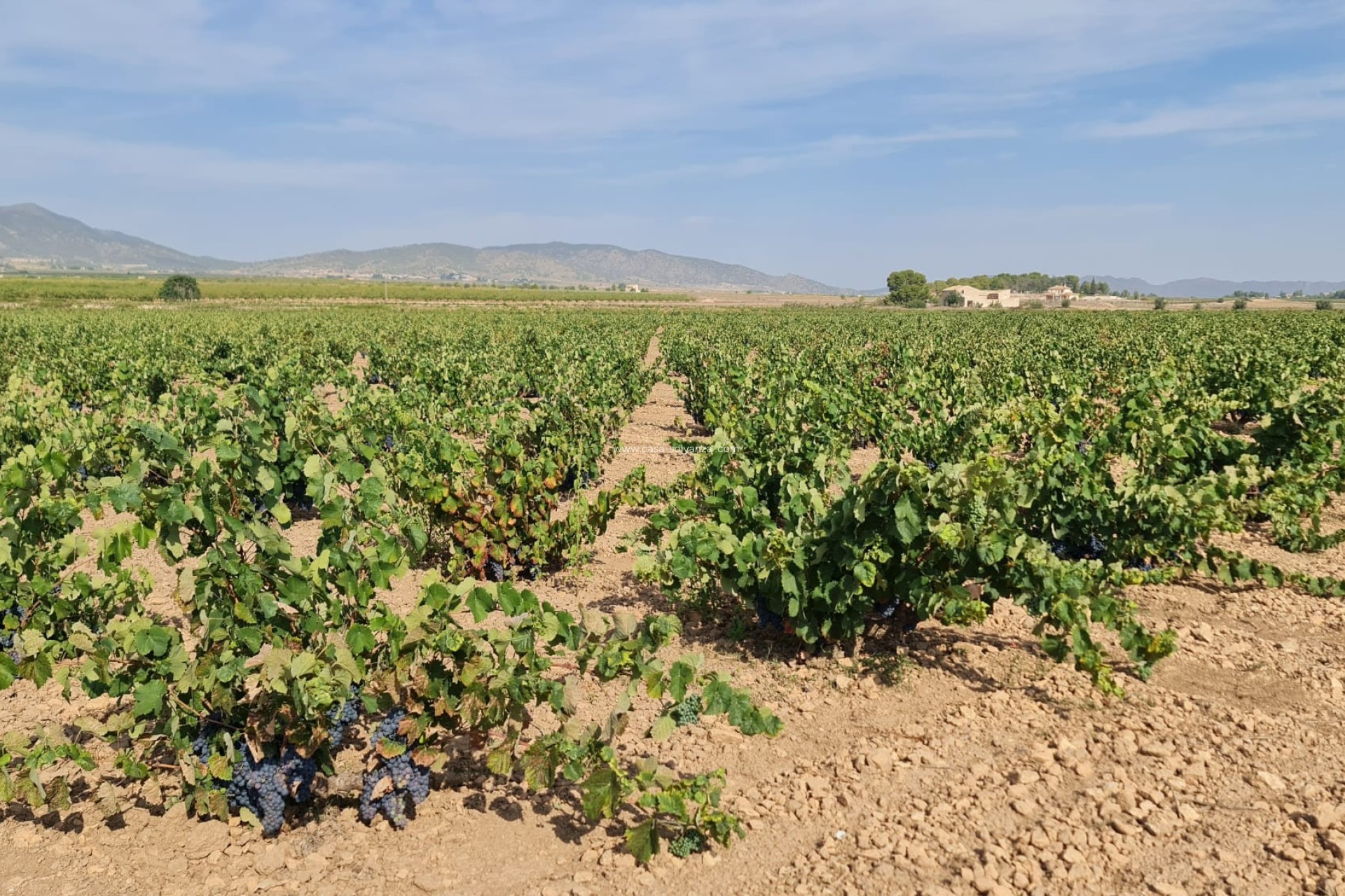 Reventa - Land - Pinoso - Inland