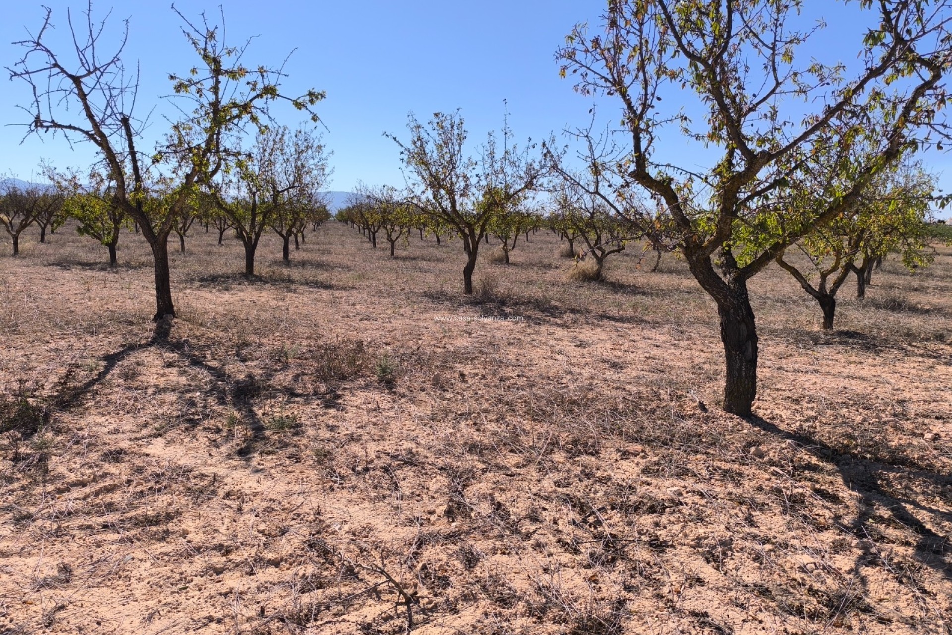 Reventa - Land - Pinoso - Inland