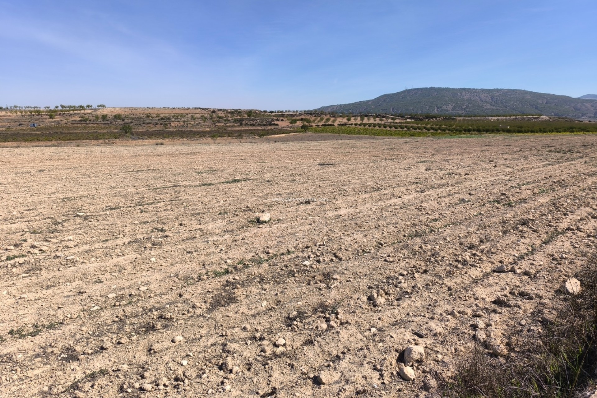 Reventa - Land - Pinoso - Inland