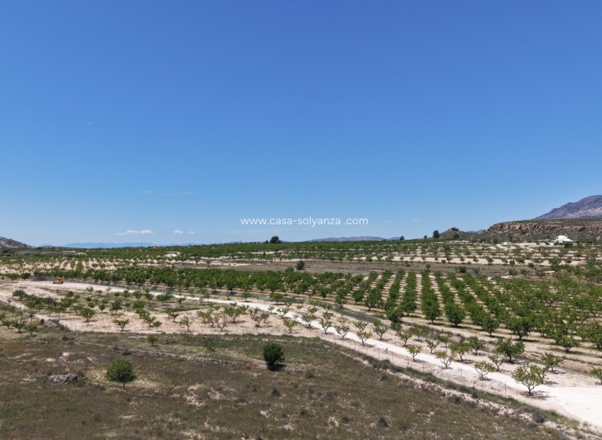 Reventa - Land - Pinoso - Inland