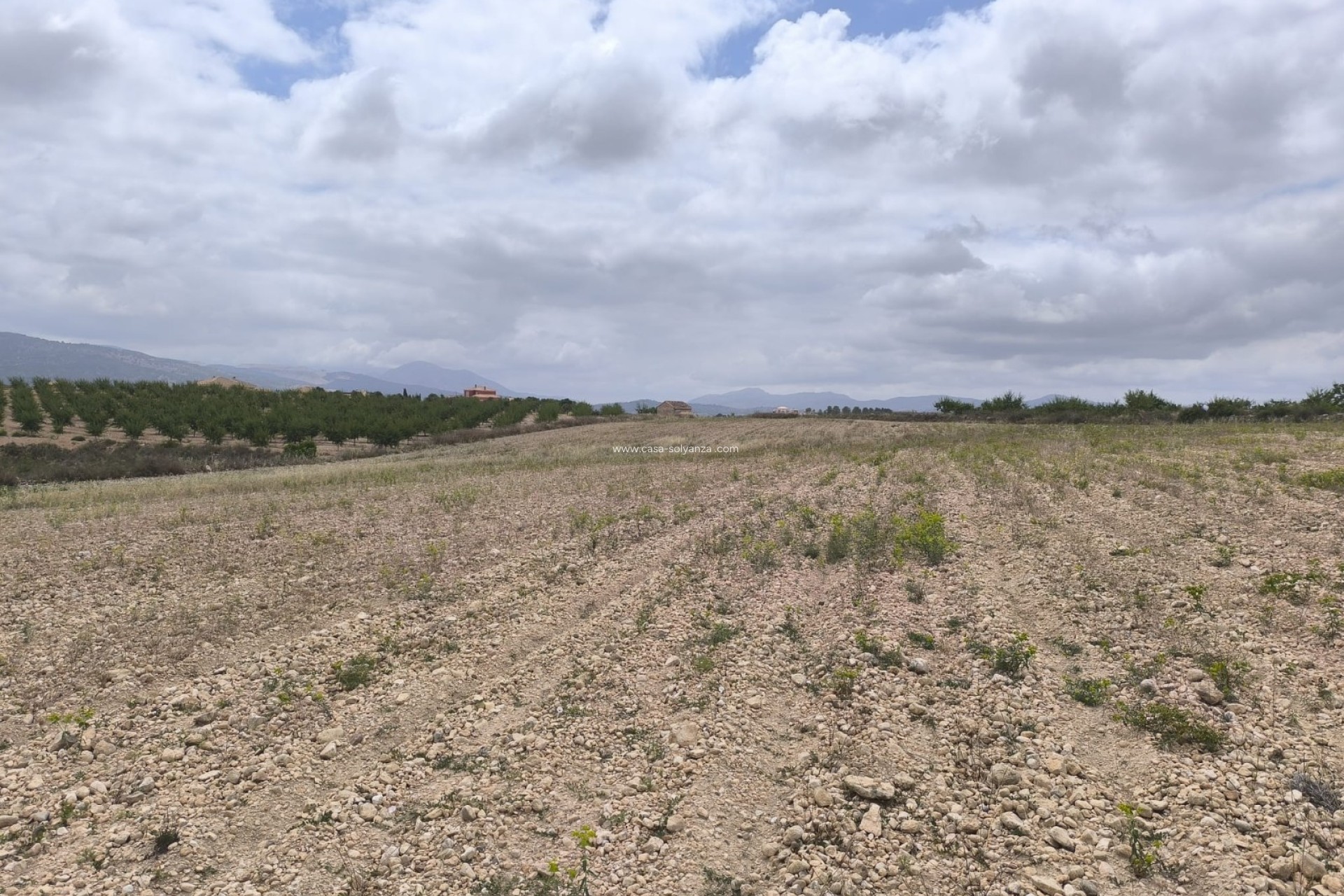 Reventa - Land - Pinoso - Inland