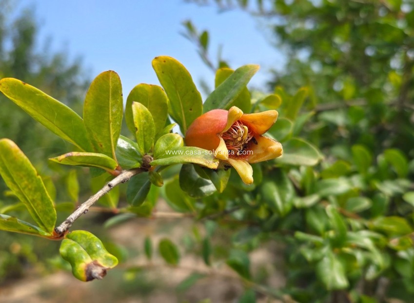 Reventa - Land - San Isidro