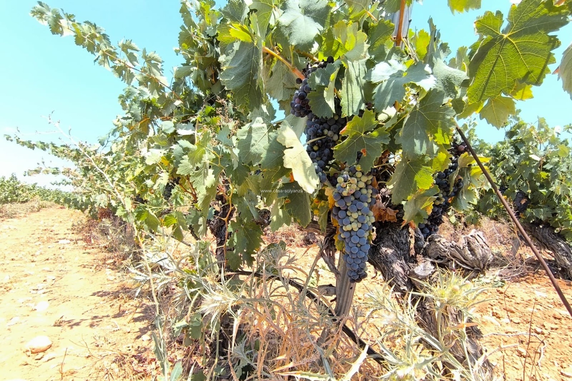 Reventa - Land - Yecla - Inland