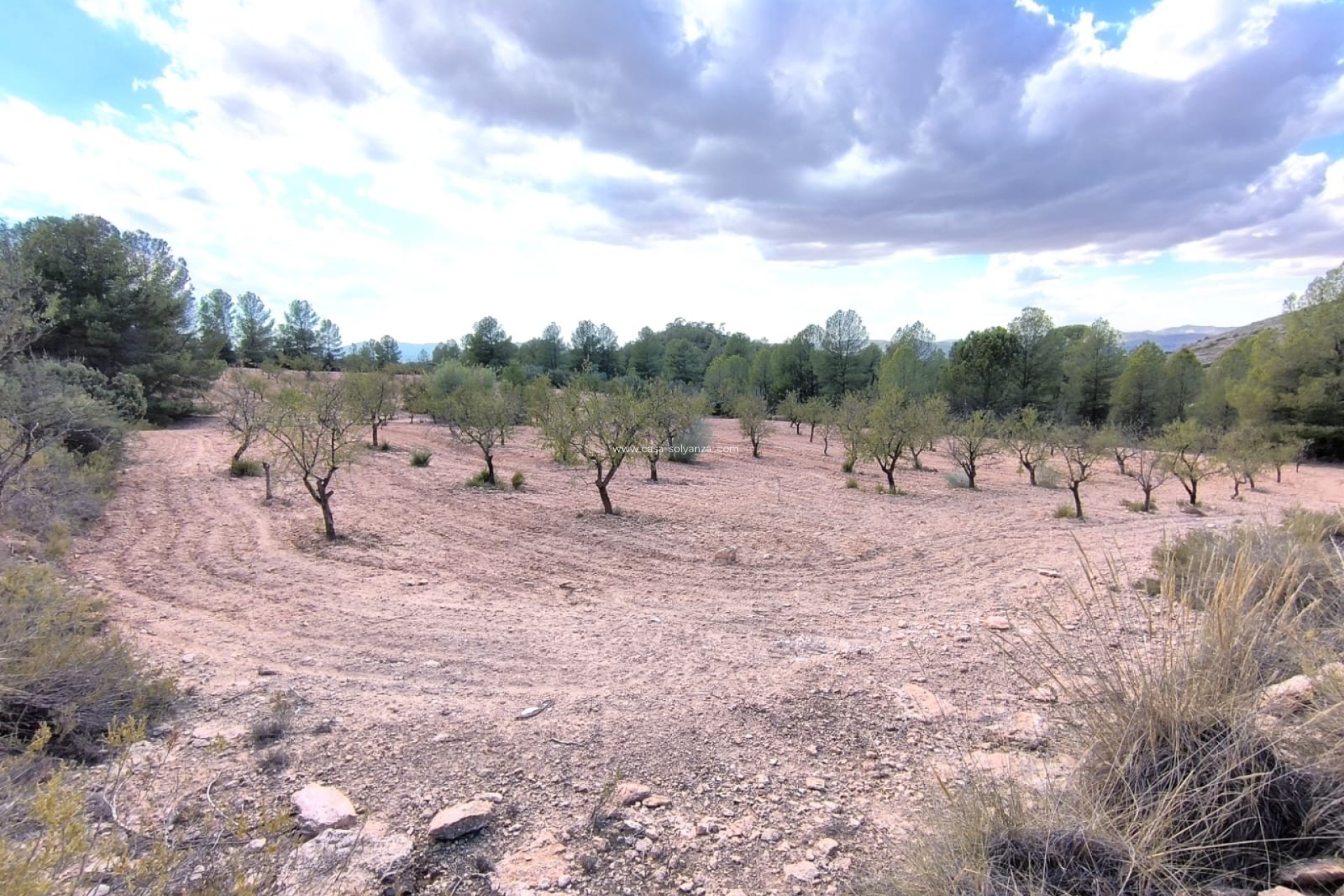 Reventa - Land - Yecla - Inland