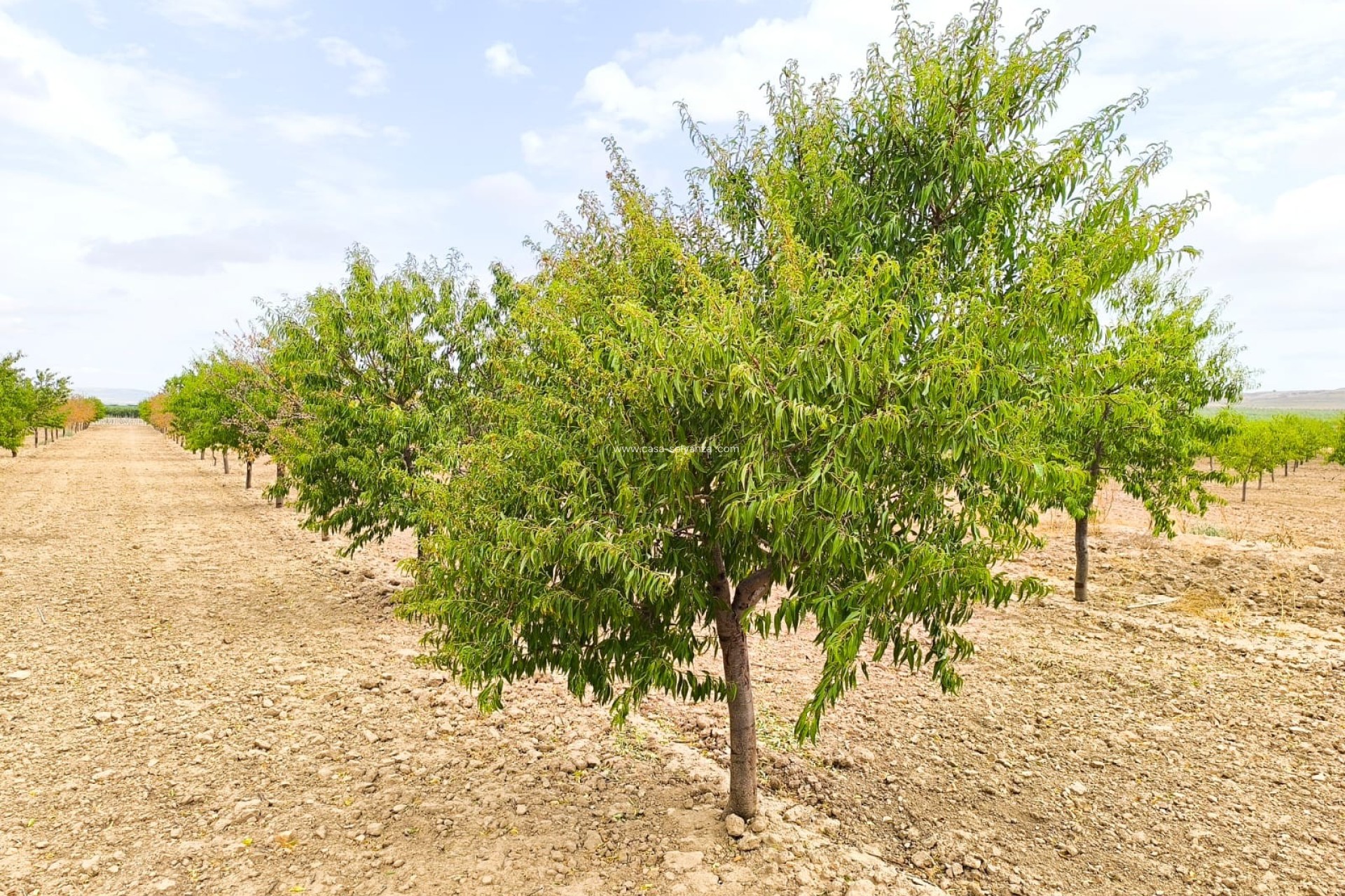 Reventa - Land - Yecla - Inland