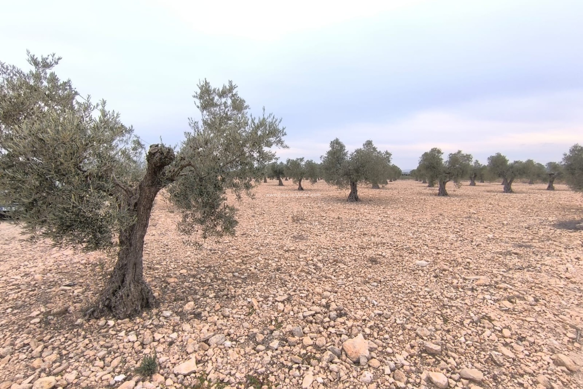 Reventa - Land - Yecla - Inland