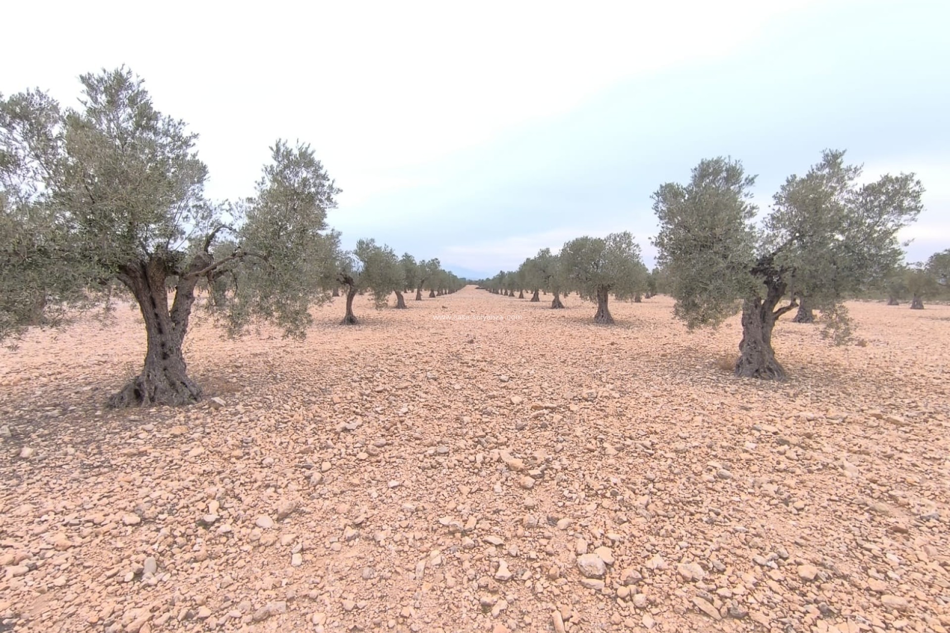 Reventa - Land - Yecla - Inland