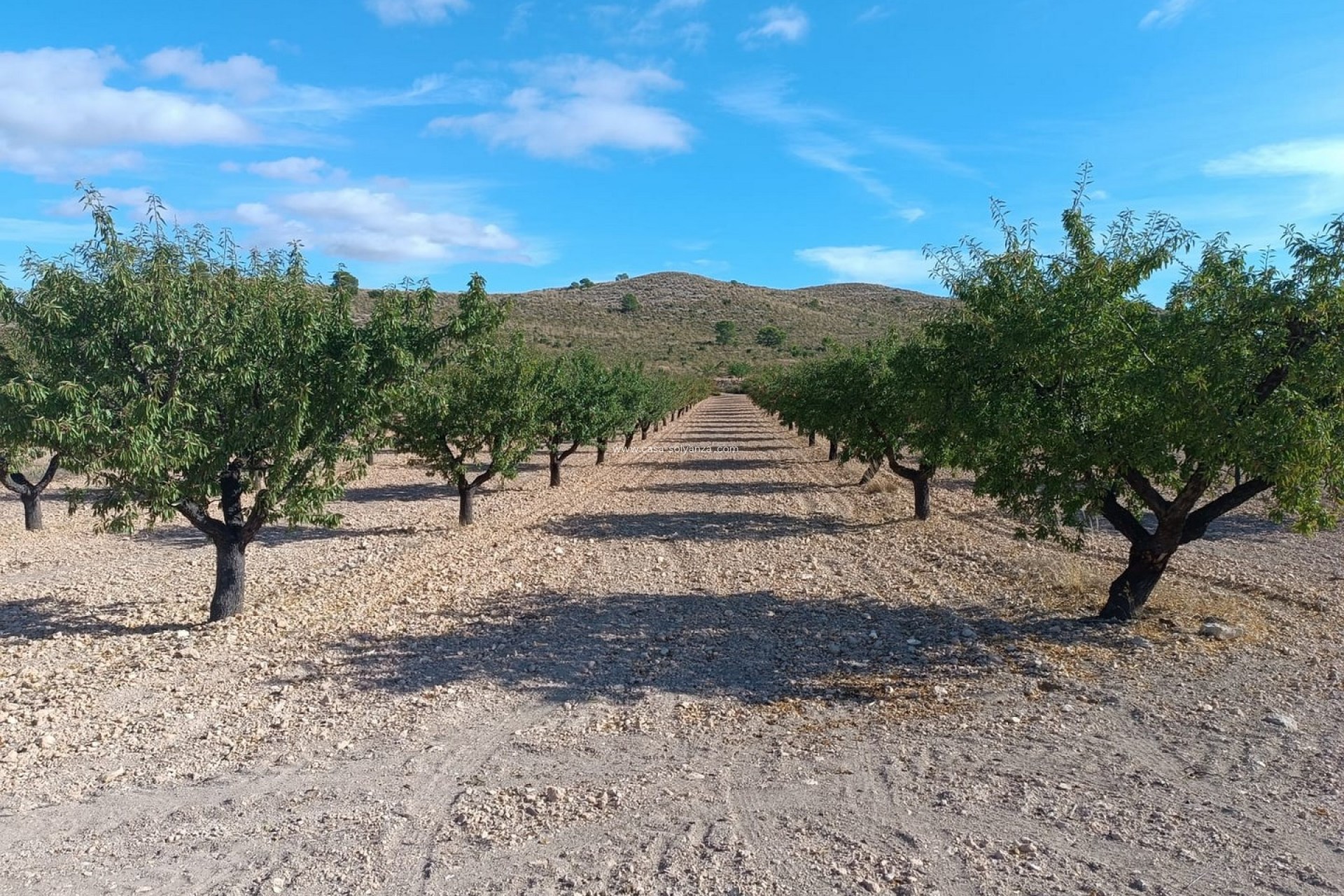 Reventa - Land - Yecla - Inland