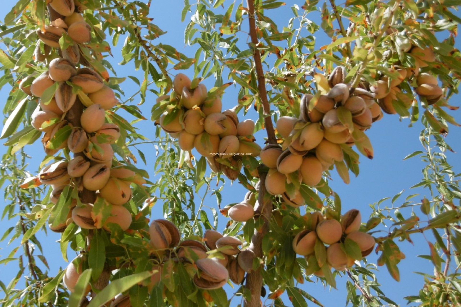 Reventa - Land - Yecla - Inland
