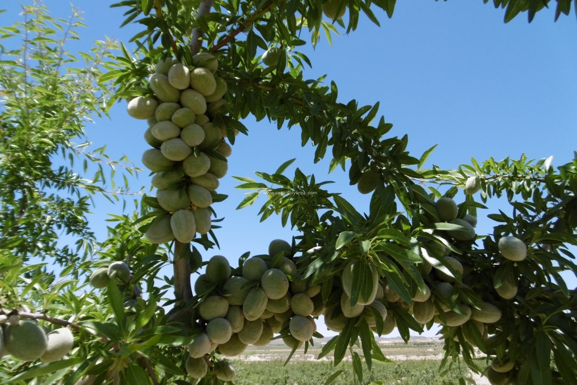 Reventa - Land - Yecla - Inland