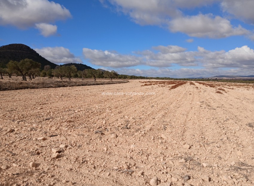 Reventa - Land - Yecla - Inland