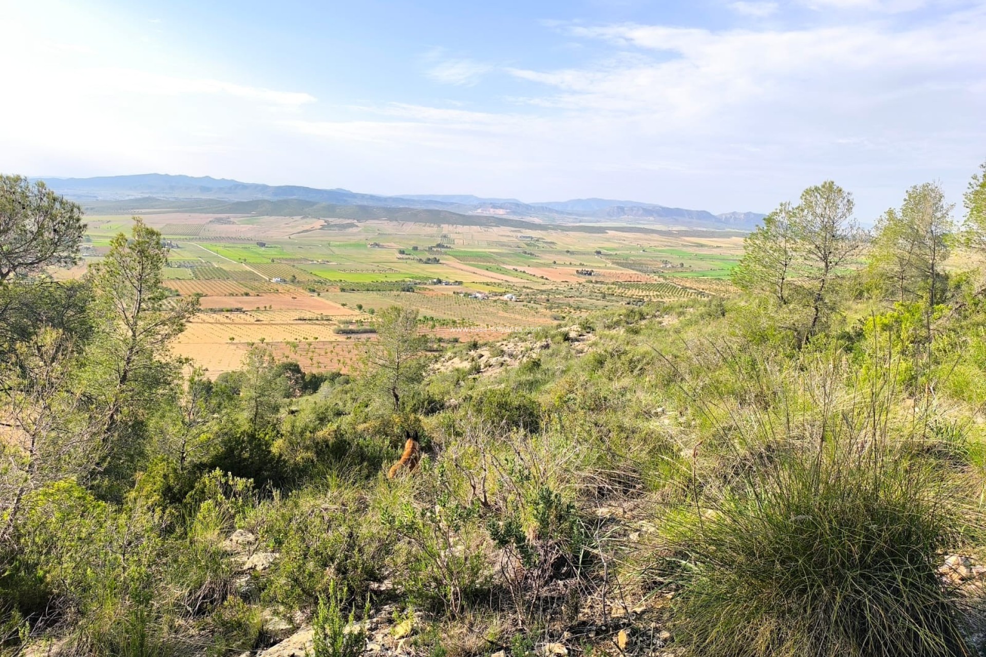 Reventa - Land - Yecla - Inland