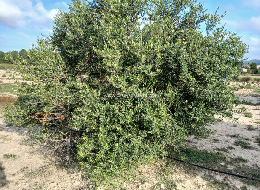 Reventa - Land - Yecla