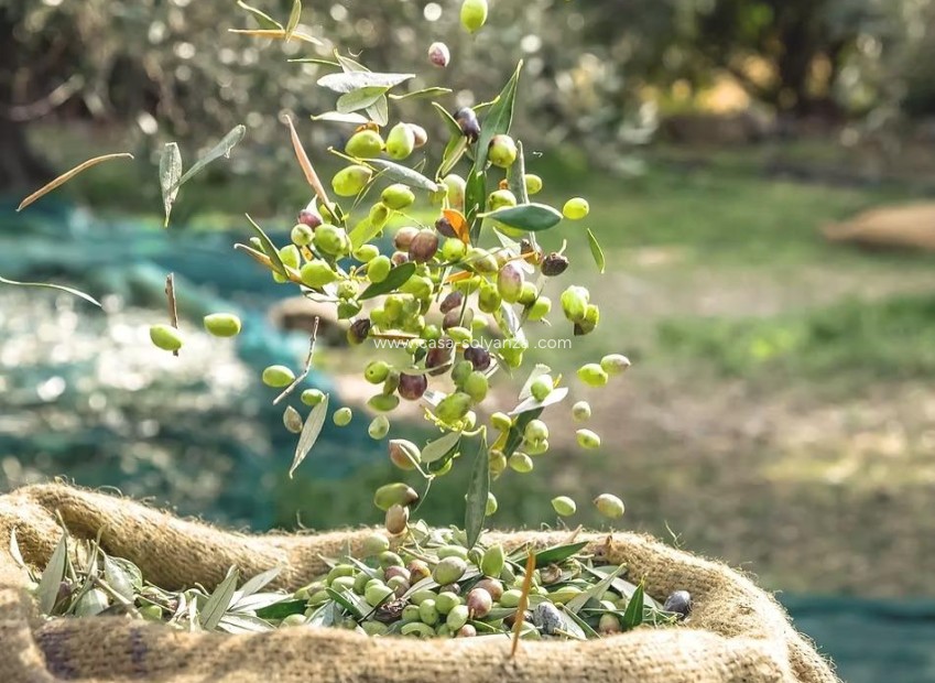 Reventa - Olivar - Puerto Lumbreras - Nogalte