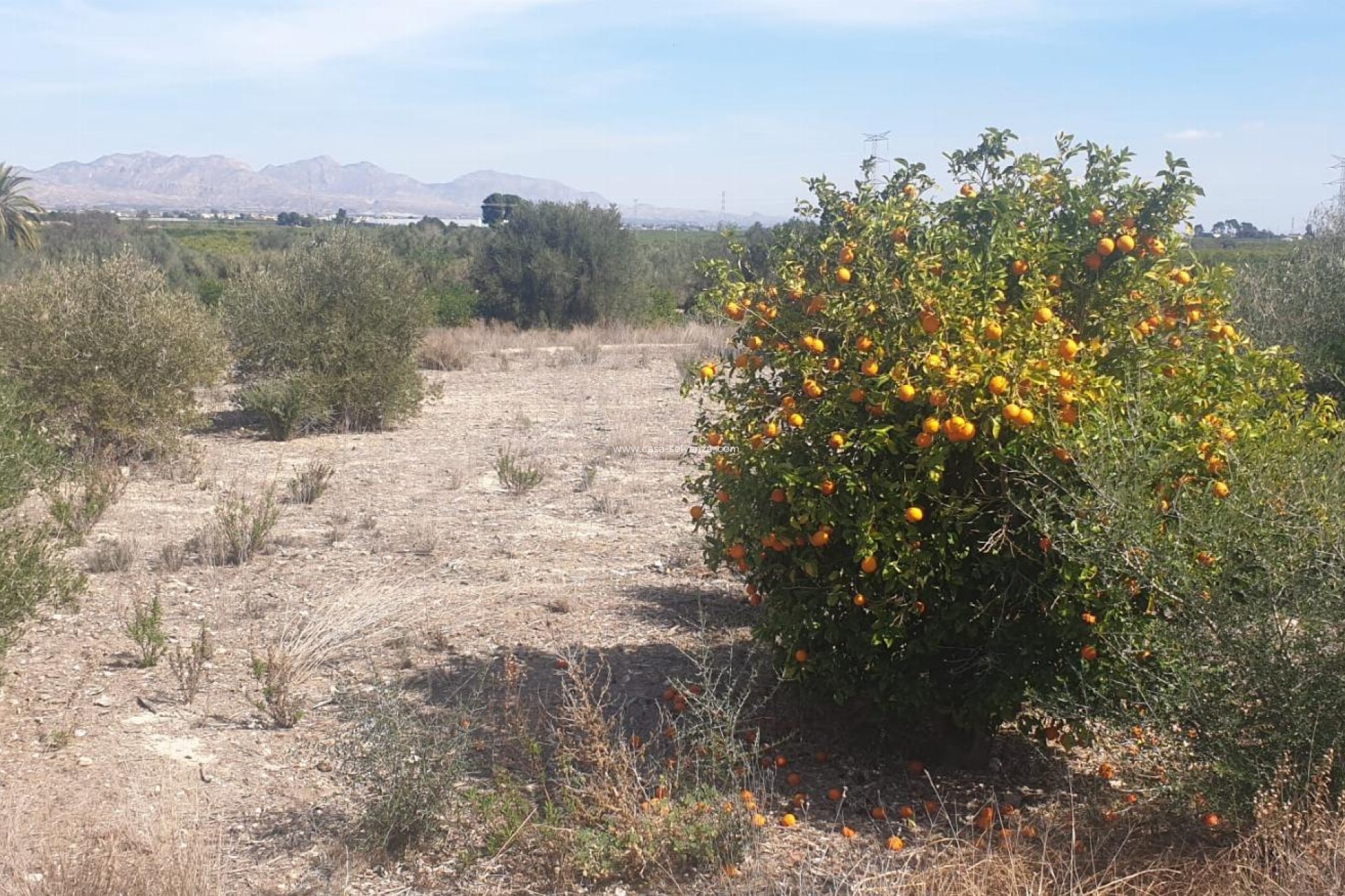Reventa - Terreno - Benferri - HUERTA PUEBLO