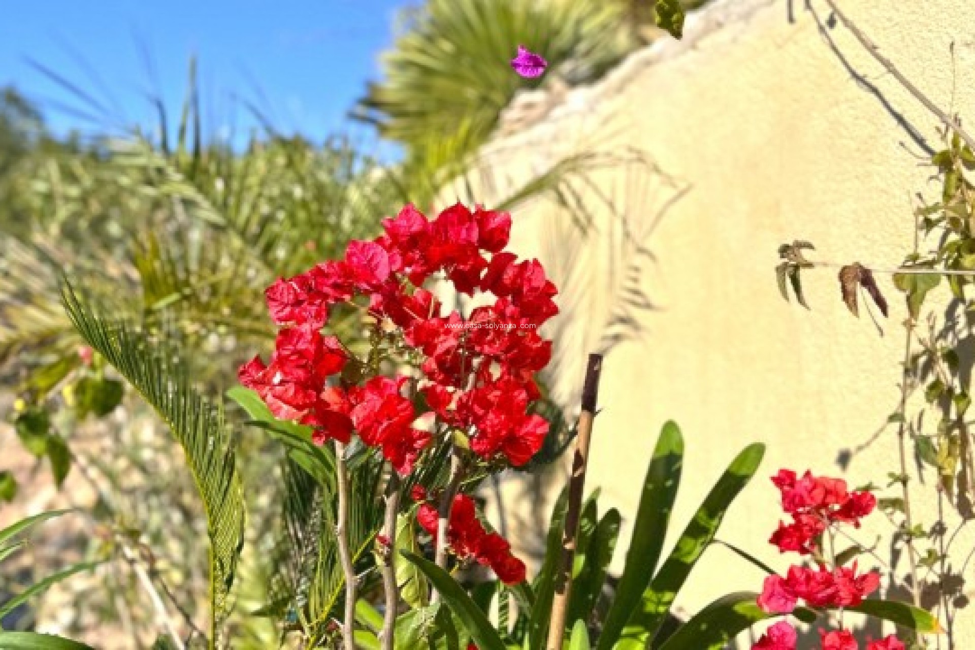 Reventa - Villa - Orihuela Costa - 0