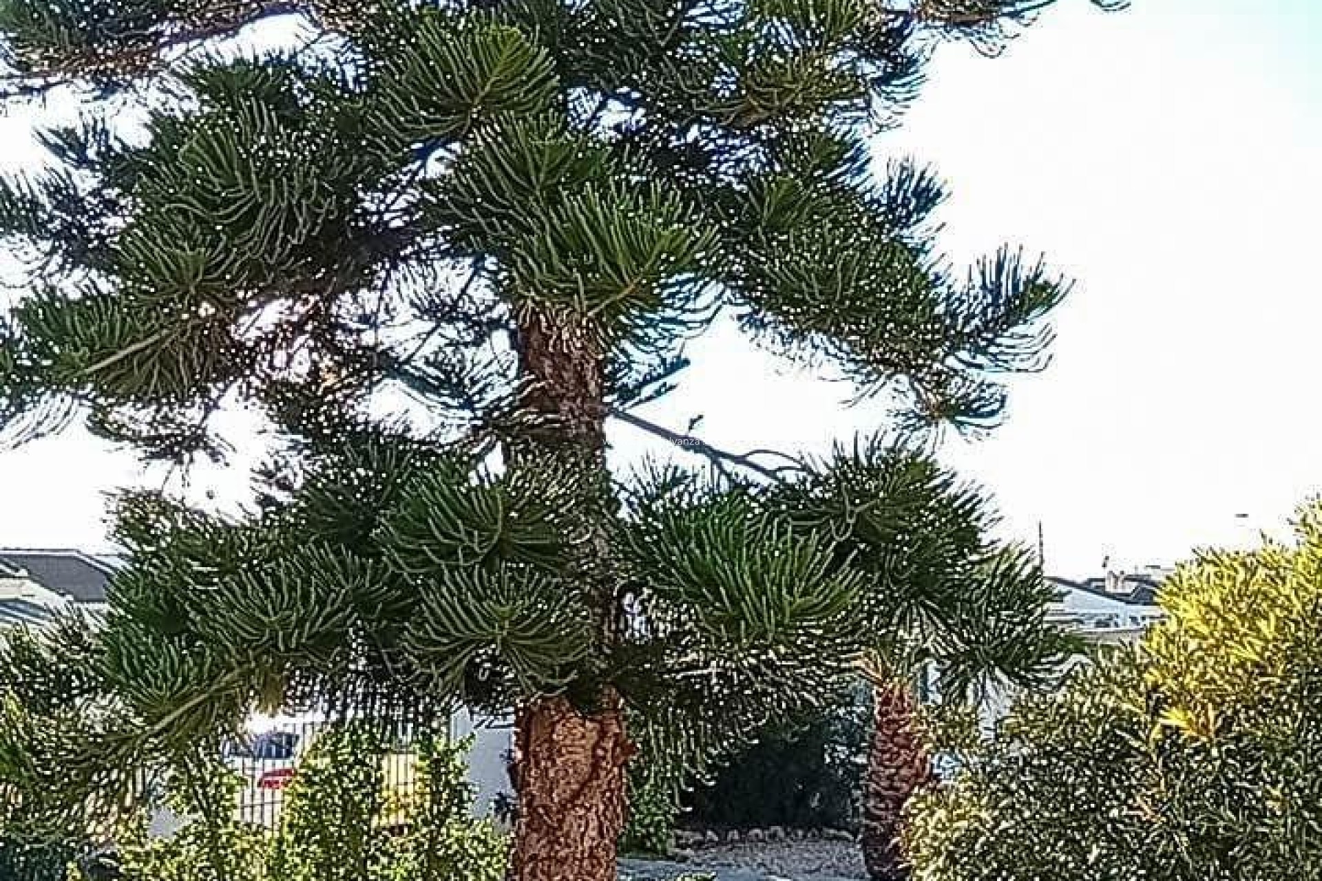 Reventa - Villa - Torrevieja - La Siesta