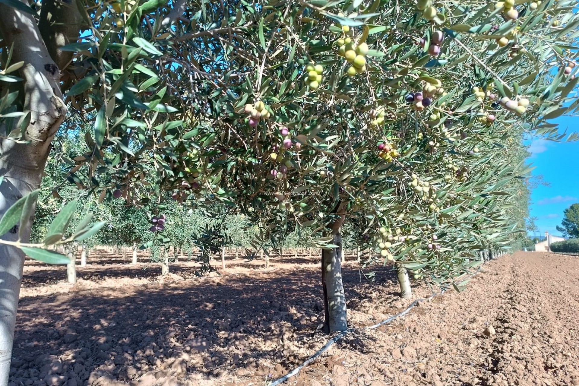 Reventa - Villa - Yecla - Inland