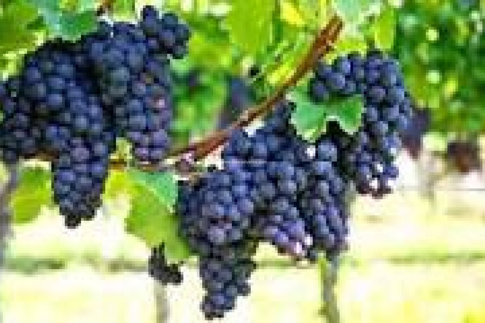 Reventa - wine cellar - Bullas - La Copa