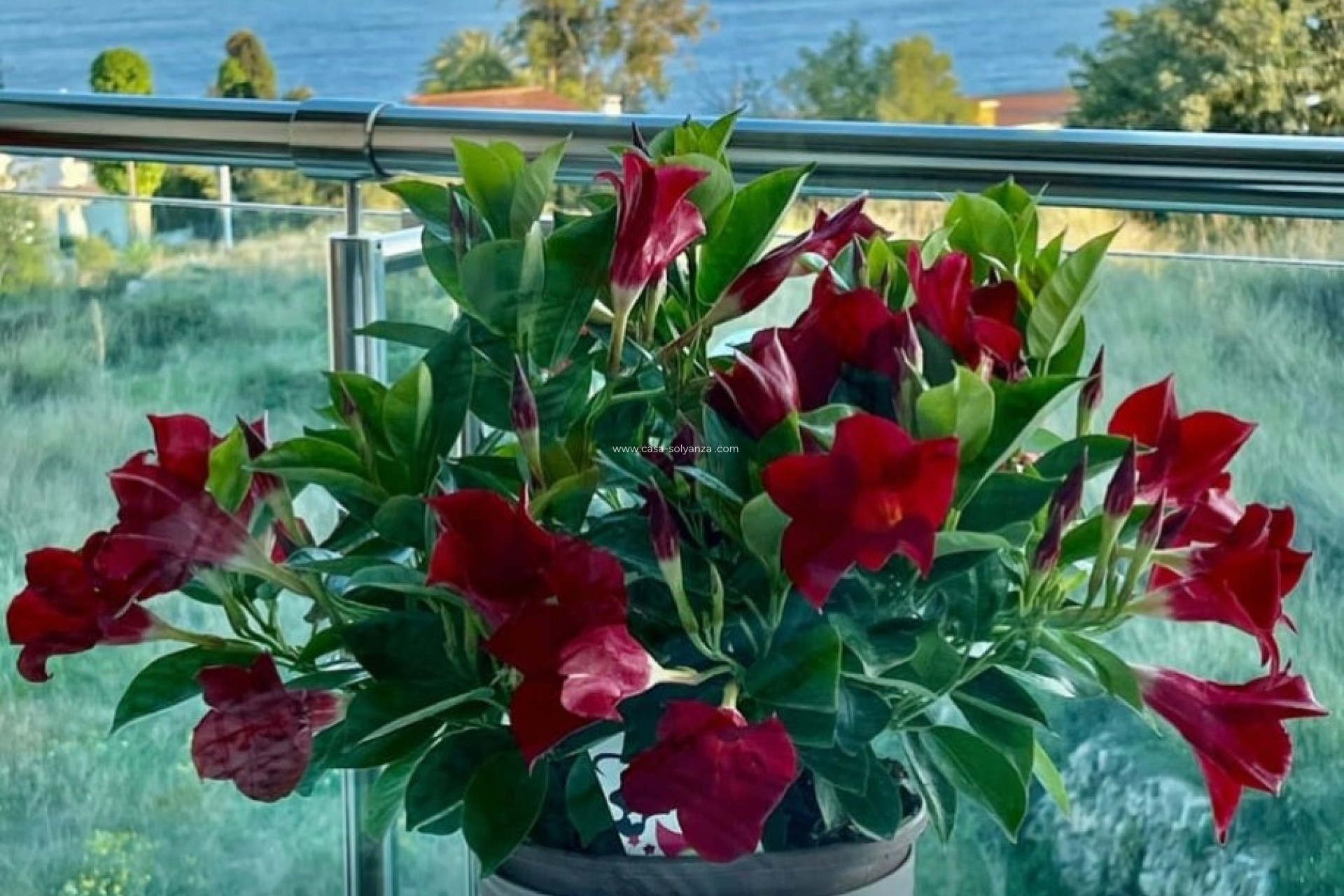 Revente - Appartement - Calpe