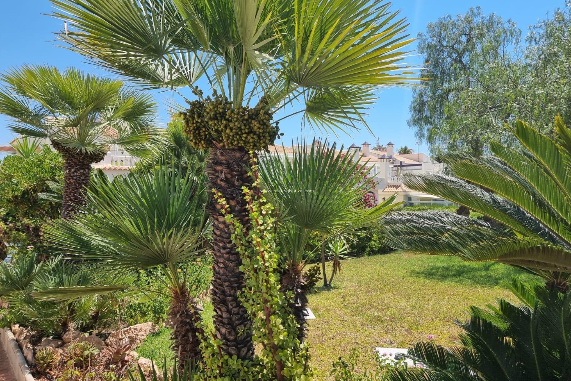 Revente - Appartement - Torrevieja - Los Balcones