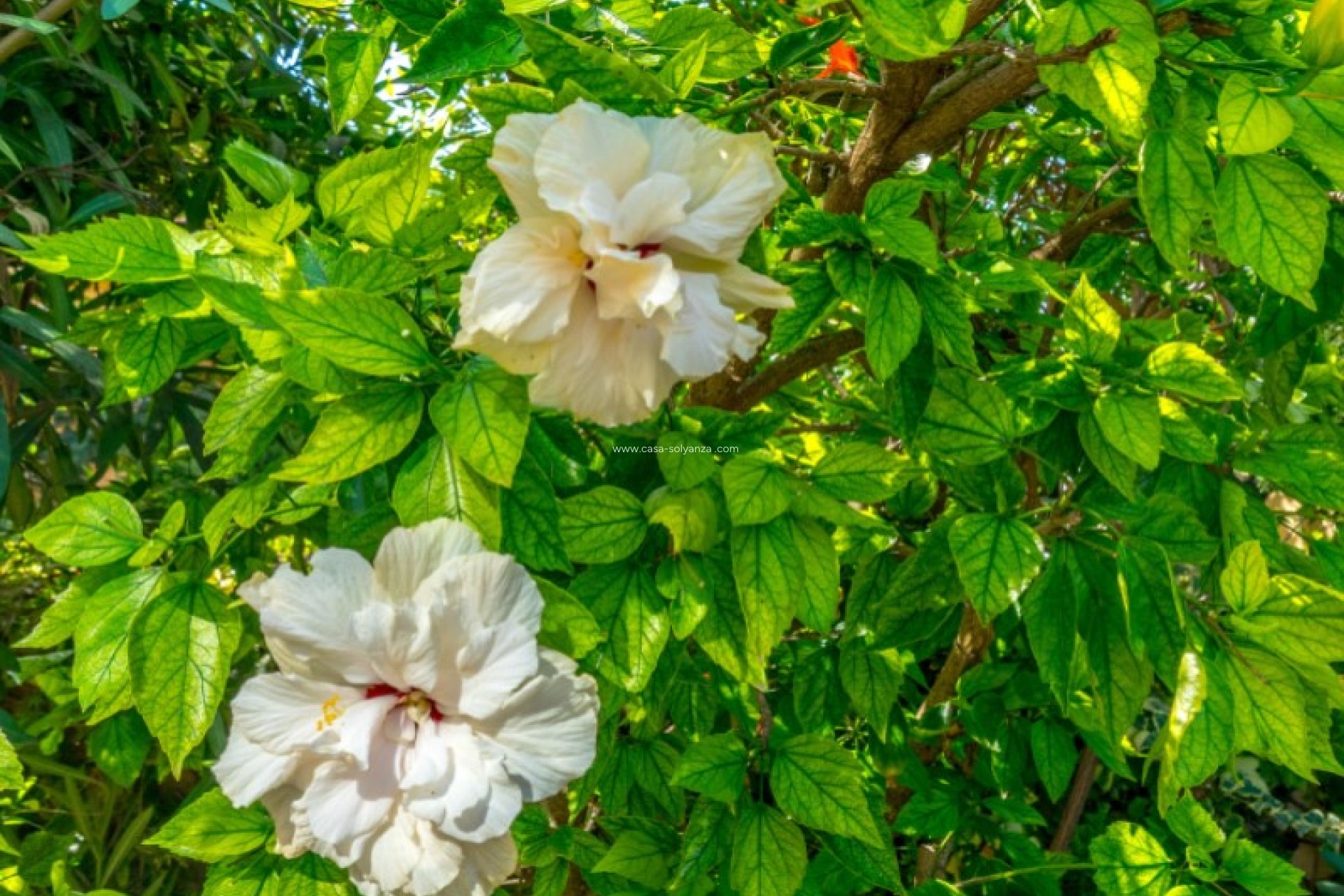 Revente - Bungalow - Torrevieja - Costa Blanca