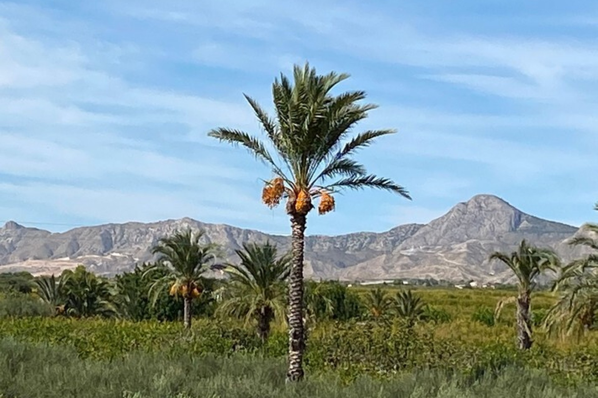 Revente - Country Property/Finca - Albatera - Inland