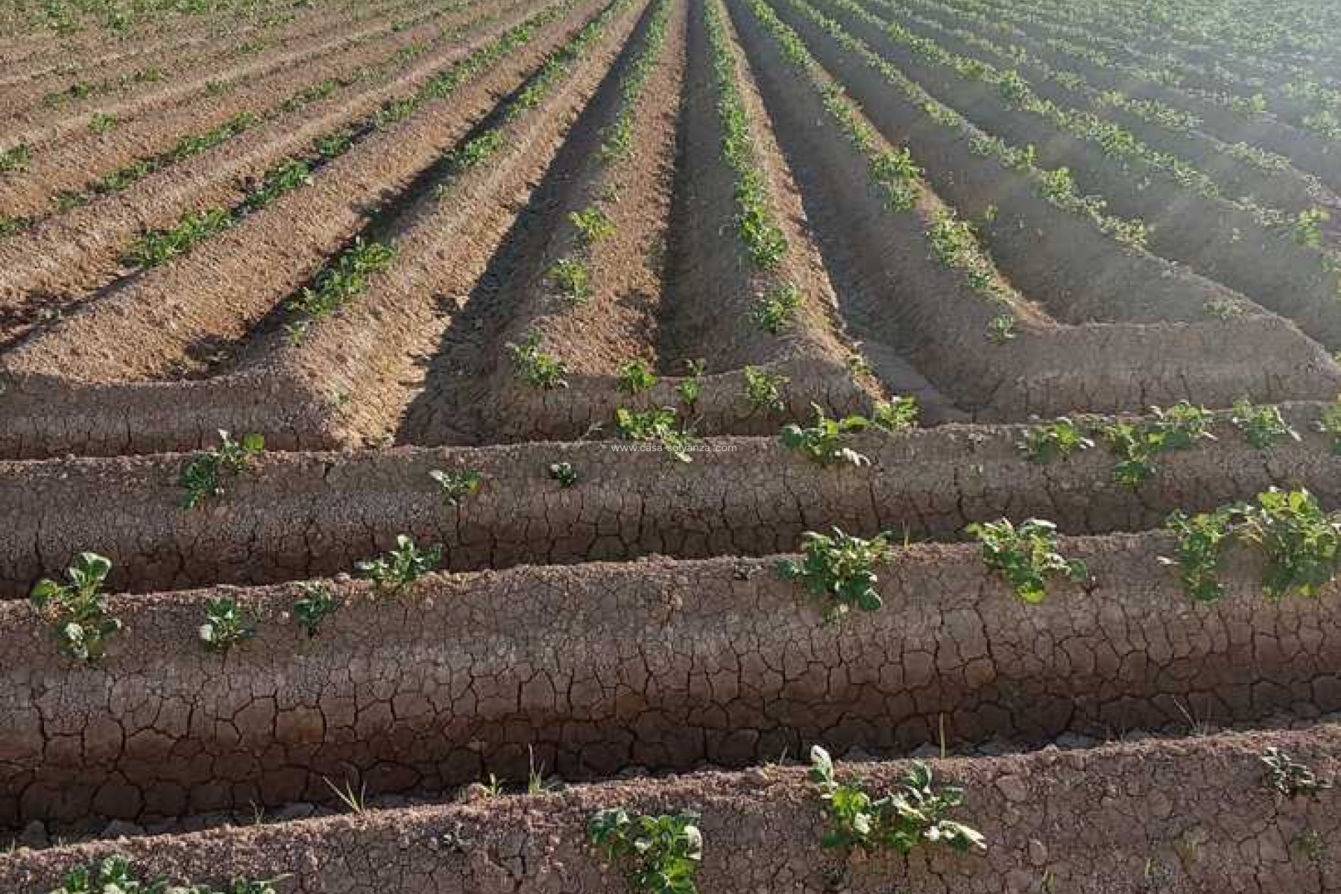 Revente - Country Property/Finca - Arneva - LOS DESAMPARADOS