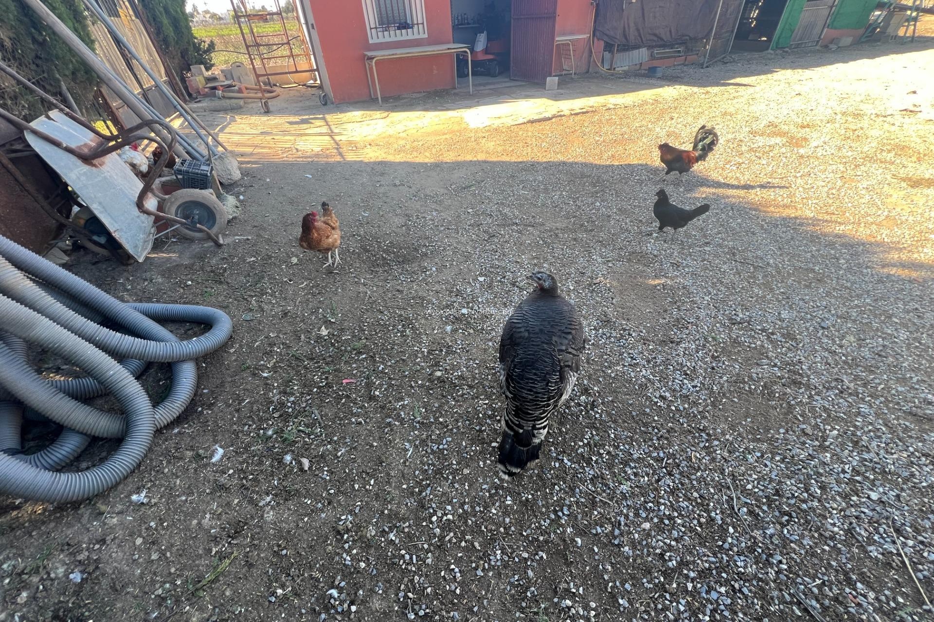 Revente - Country Property/Finca - Dolores - Comunidad Valenciana