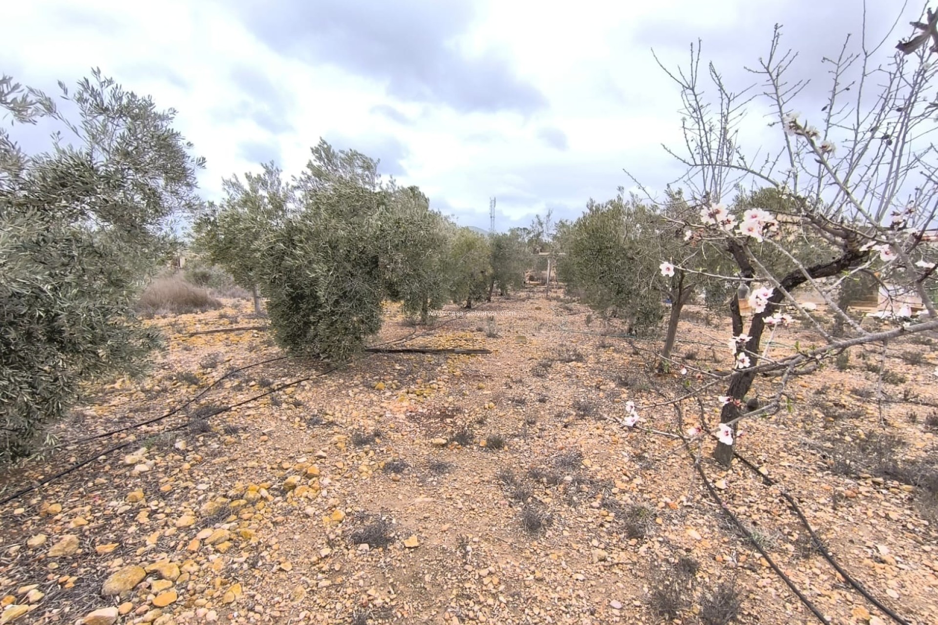 Revente - Country Property/Finca - La Romana - Inland